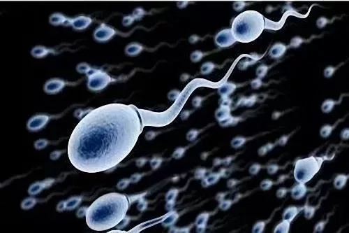 Food Atlas for Male Sperm Enhancement and Female Egg Nourishment