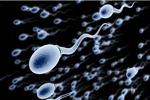 男性强精食物和女性养卵食物图谱